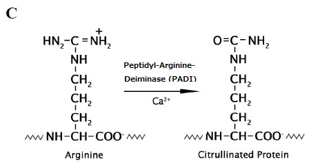 図C PADIによるシトルリン形成機構